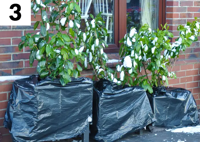 Tâche n°3 décembre au jardin : Abriter les plantes du gel et des intempéries