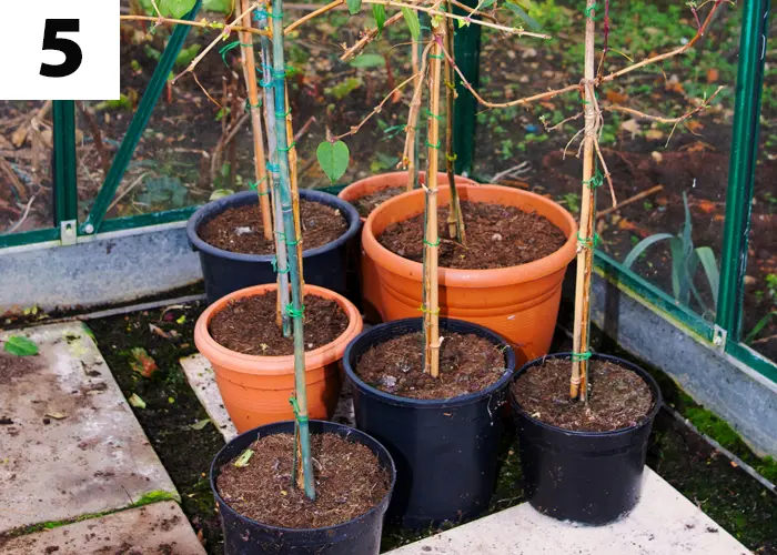 Tâche n°5 : Mettre à l'abri les plantes sensibles