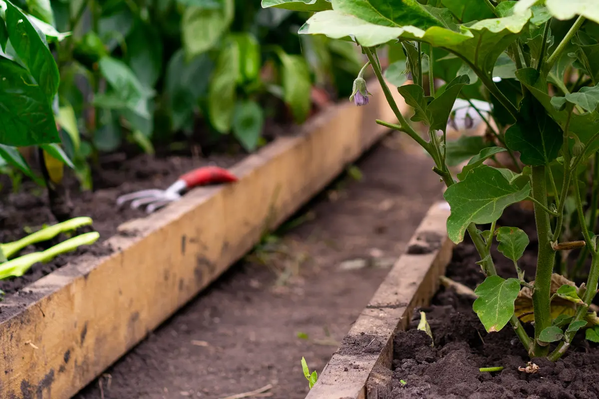 aménager une allée dans une serre de jardin