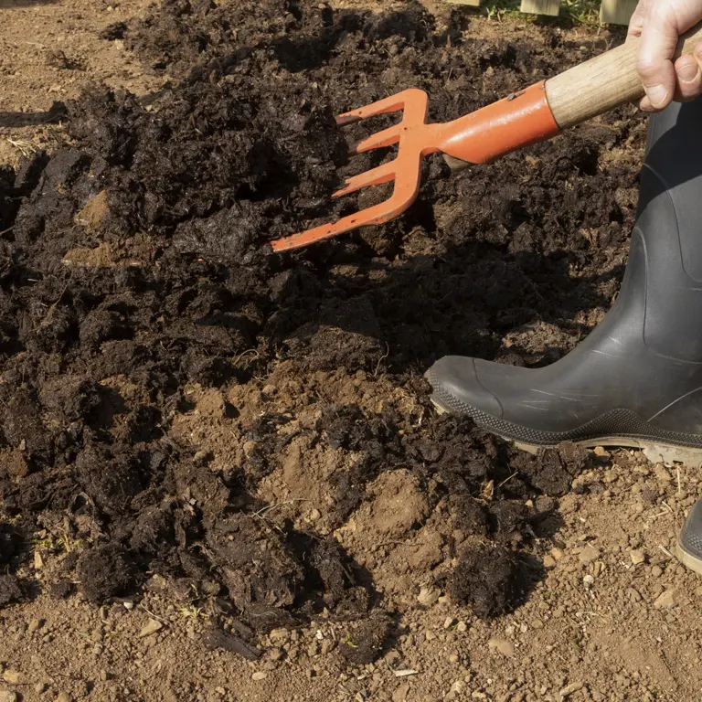 Apport de fumier sur le sol du potager en novembre