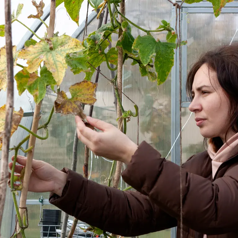 Arrachage des anciennes cultures de la serre de jardin en novembre