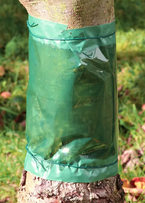 Bande de glu collante sur un tronc de pommier