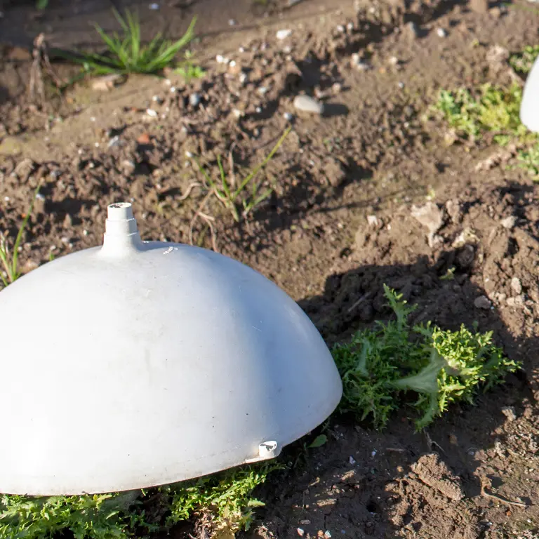 Le blanchiment permet d'obtenir des salades plus tendres et moins amères