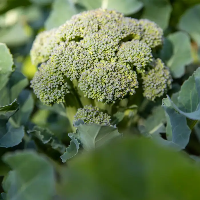 Récolte de brocoli en novembre