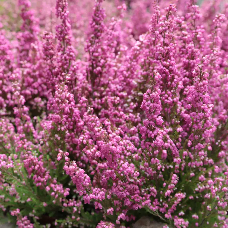 Fleurs de bruyère en novembre