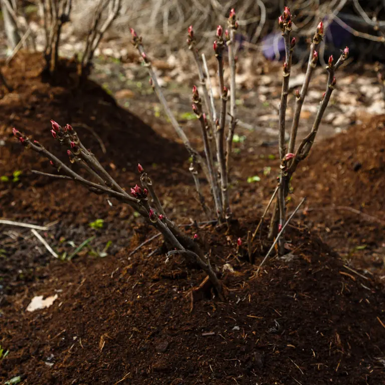 Buttage d'un rosier greffé en novembre