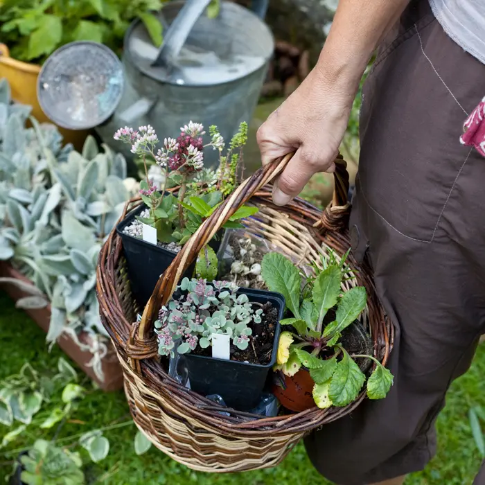 Idée cadeau jardinage n°29 : plantes de seconde main