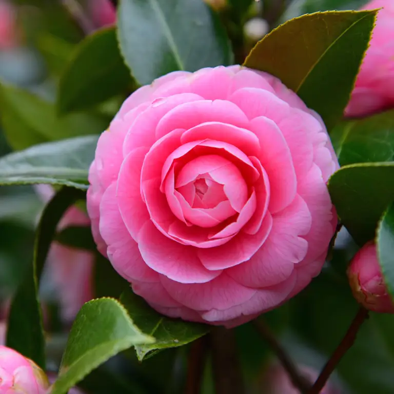 Camélia en fleur en décembre