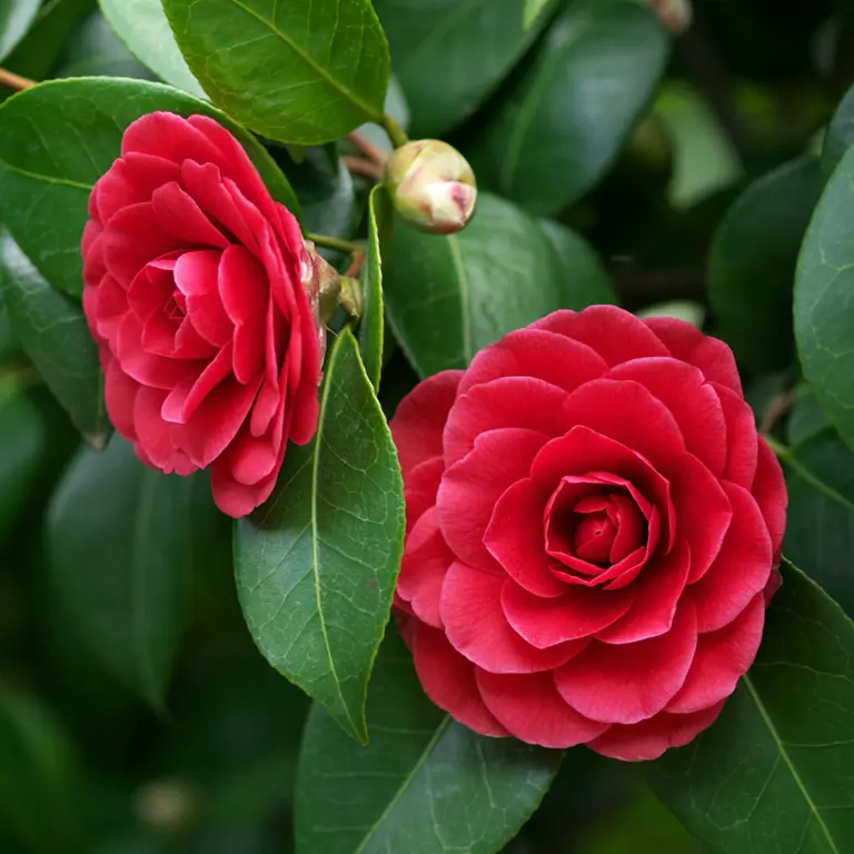 Camélia en fleurs en février