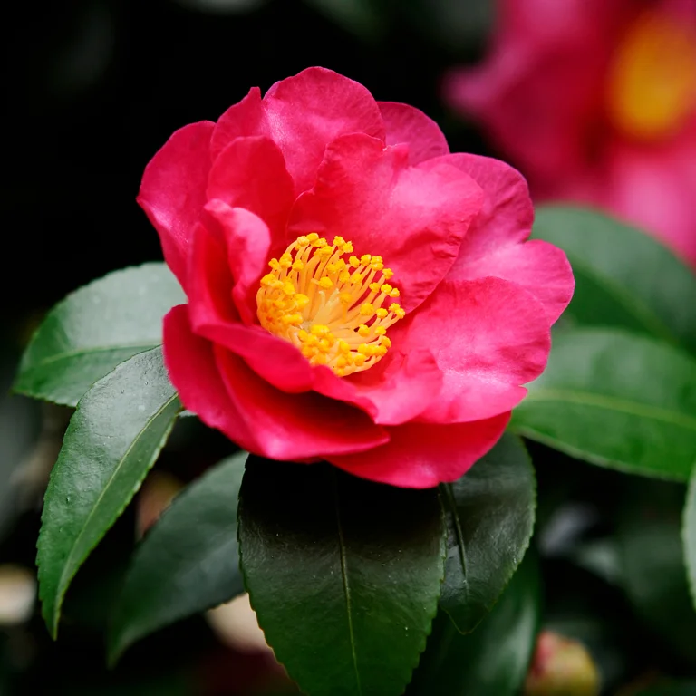 Camélia d'automne (Camellia sasanqua) en novembre