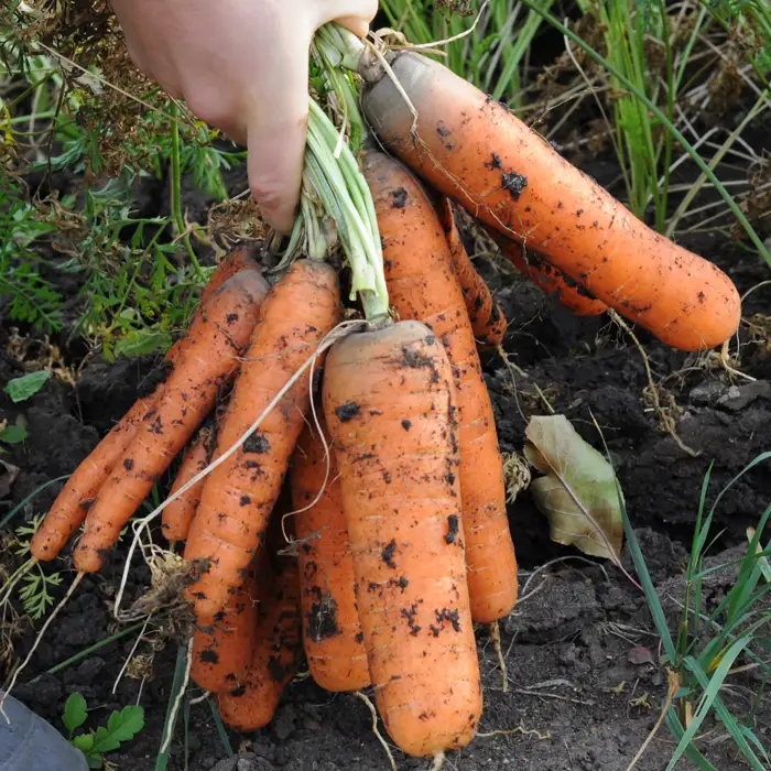 Récolte de carottes en novembre