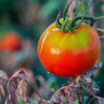 Changement climatique et culture de tomates