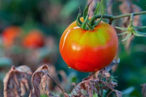 Dérèglement climatique et production de tomates : comment s’y préparer ?