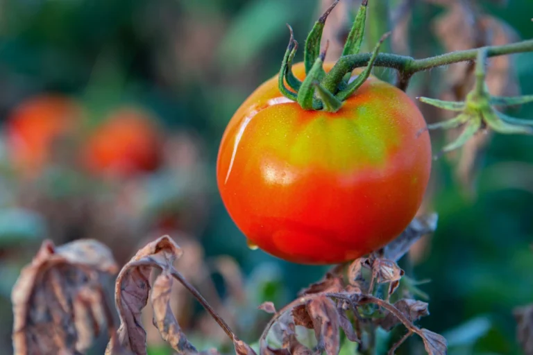 Dérèglement climatique et production de tomates : comment s'y préparer ? - France Serres