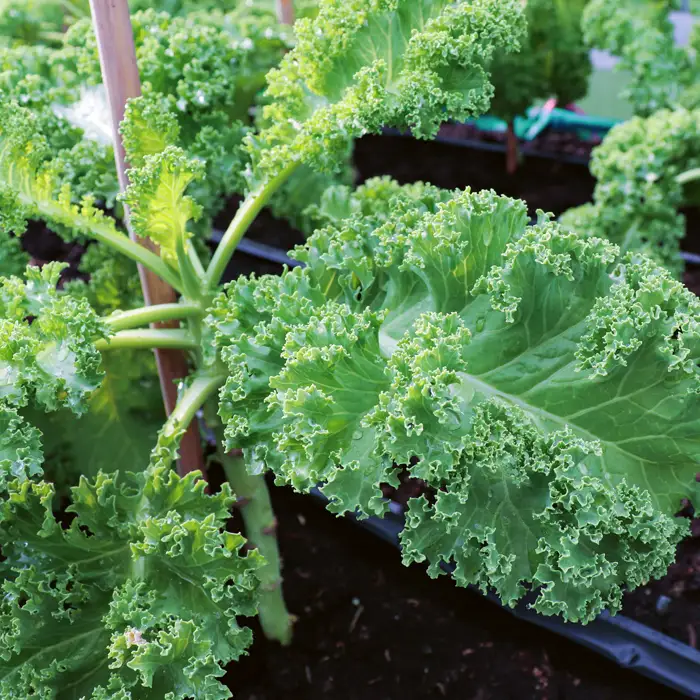 Récolte de chou kale (chou frisé) en novembre