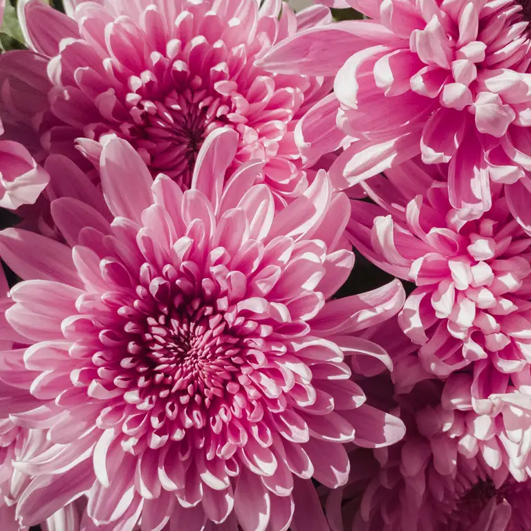 Fleurs de chrysanthèmes en novembre