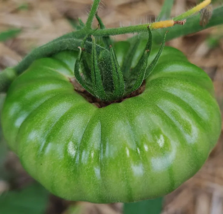 Cicatrice pédonculaire tomate