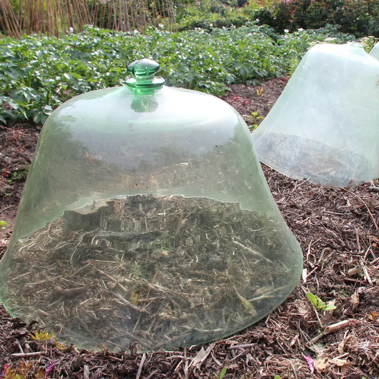 Cloches de protection sur des cultures en novembre