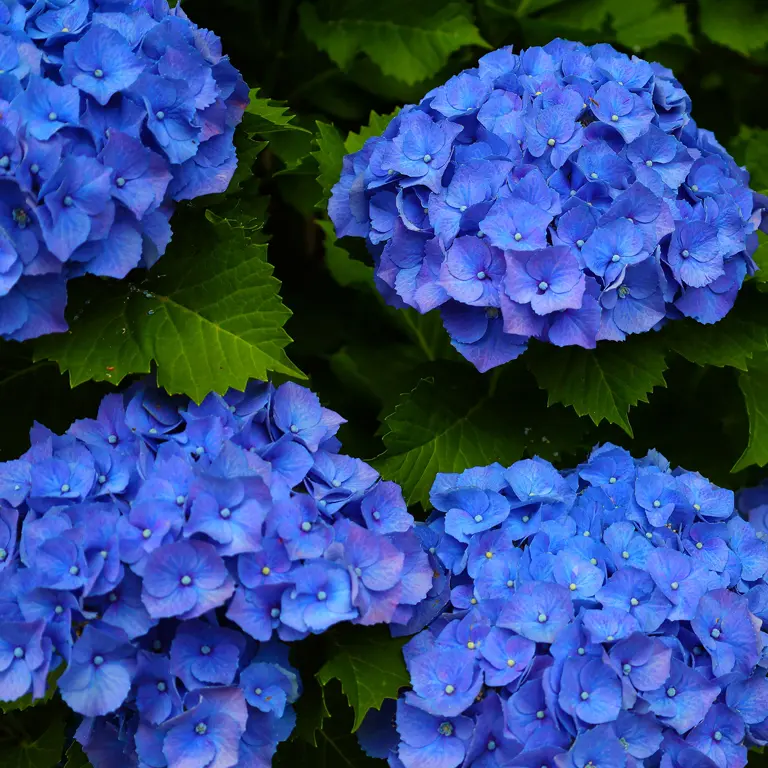 Les hortensias ont besoin de sulfate d'aluminium pour se colorer en bleu