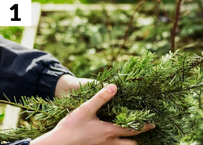 Tâche n°1 janvier au jardin : Compostez votre sapin de Noël