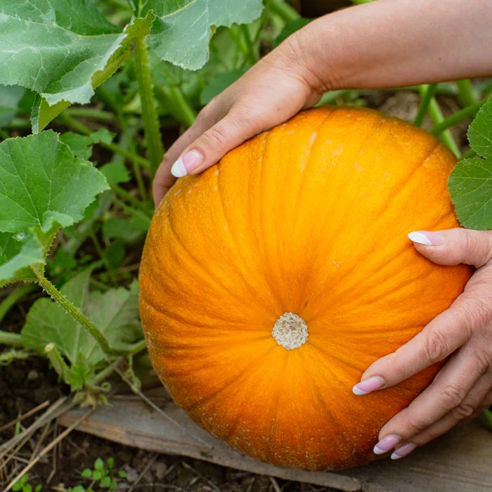 En octobre pensez à isoler les courges du sol