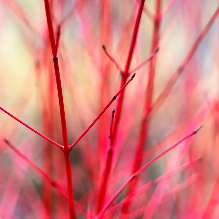 Tiges de cornouiller sanguin en novembre (Cornus sanguinea)