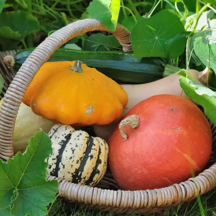 Récolte de courges en novembre