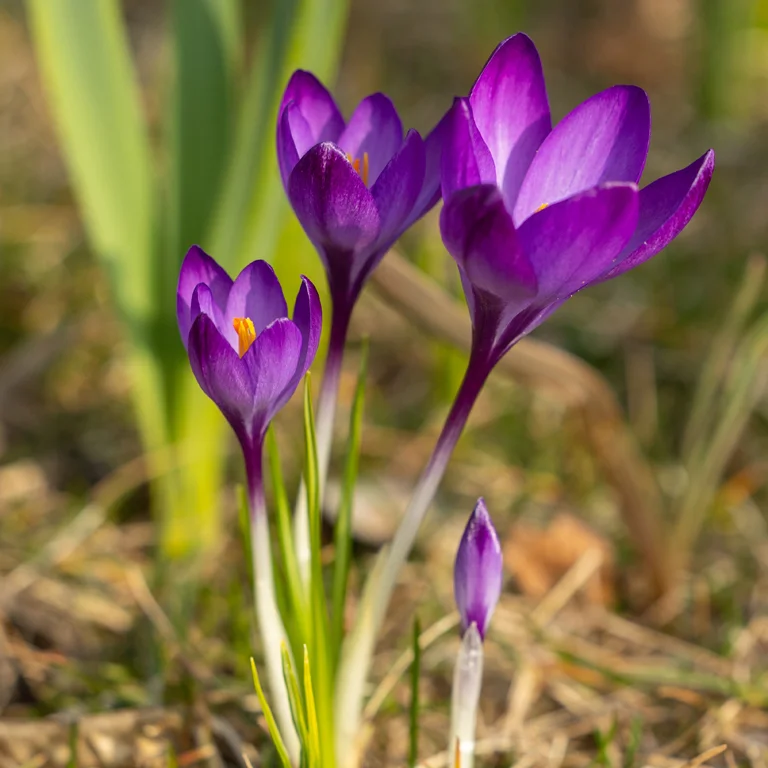 Fleurs de crocus en février