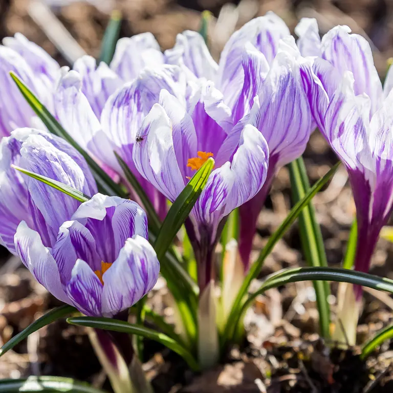 Fleurs de crocus en janvier