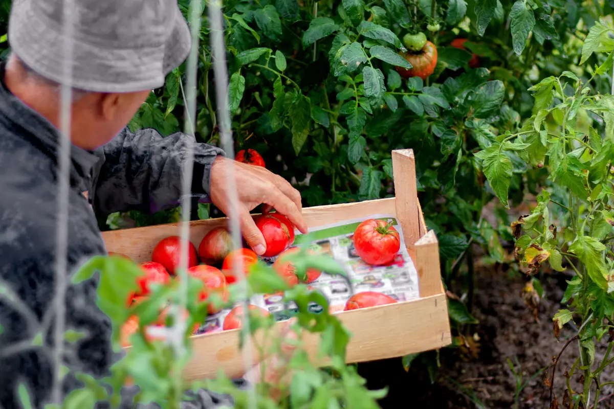 Tomates : les bonnes associations de plantes pour les protéger !