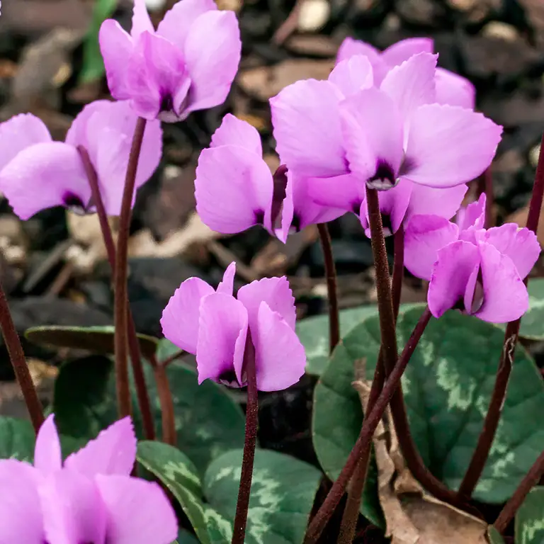 Fleurs de cyclamen en décembre