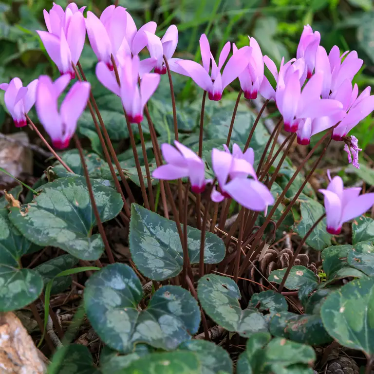 Fleurs de cyclamens en novembre