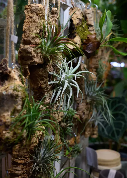 Plantes sur un mur de serre de jardin