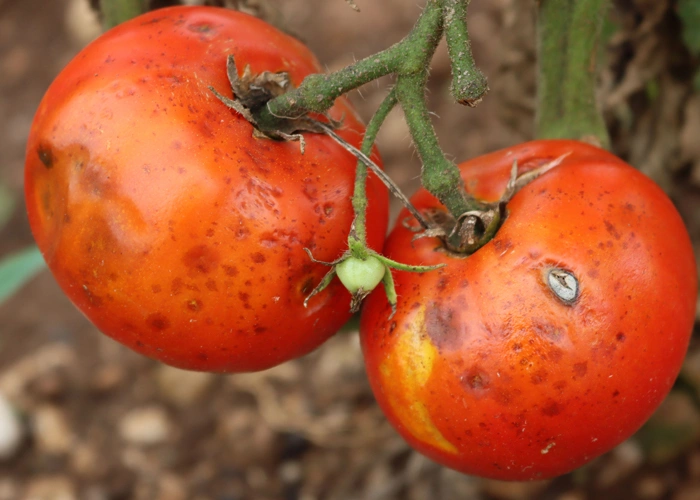 Dégâts de punaises sur des tomates