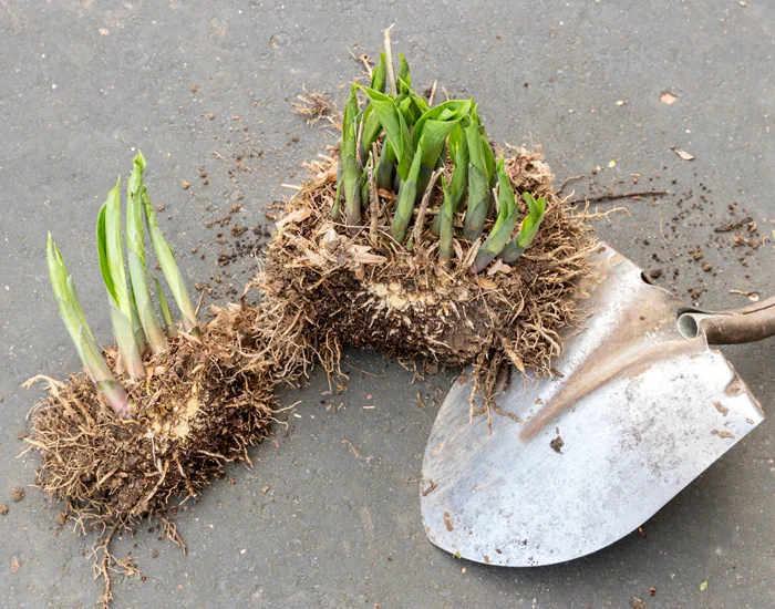 Division d'hostas à l'aide d'une pelle