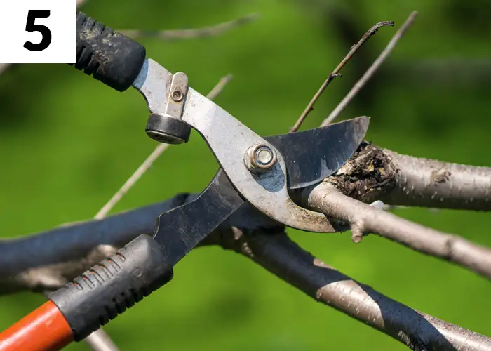 Tâche n°5 décembre au jardin : Élaguer et tailler les arbres et arbustes