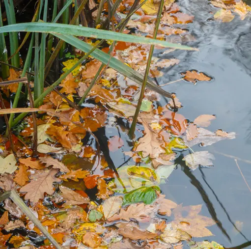 Entretien du bassin en janvier