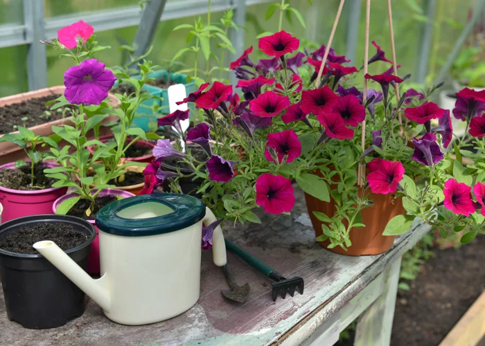 Plantes en pot dans une serre de vie