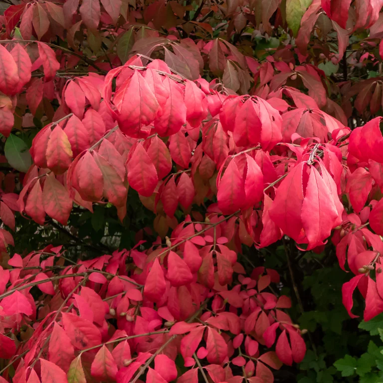 Fusain ailé (Euonymus alatus) en novembre