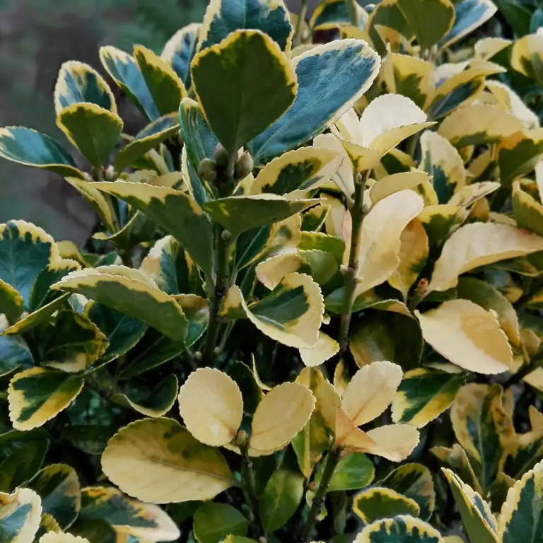 Fusain du Japon en novembre (Euonymus japonicus 'Silver King')