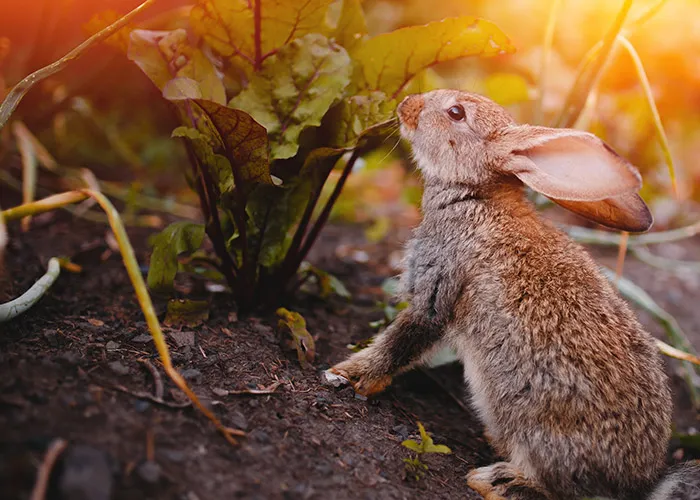 éviter les lapins sous serre