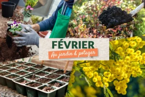 Que faire au jardin en février ?