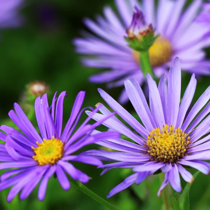 Fleurs d'asters en octobre