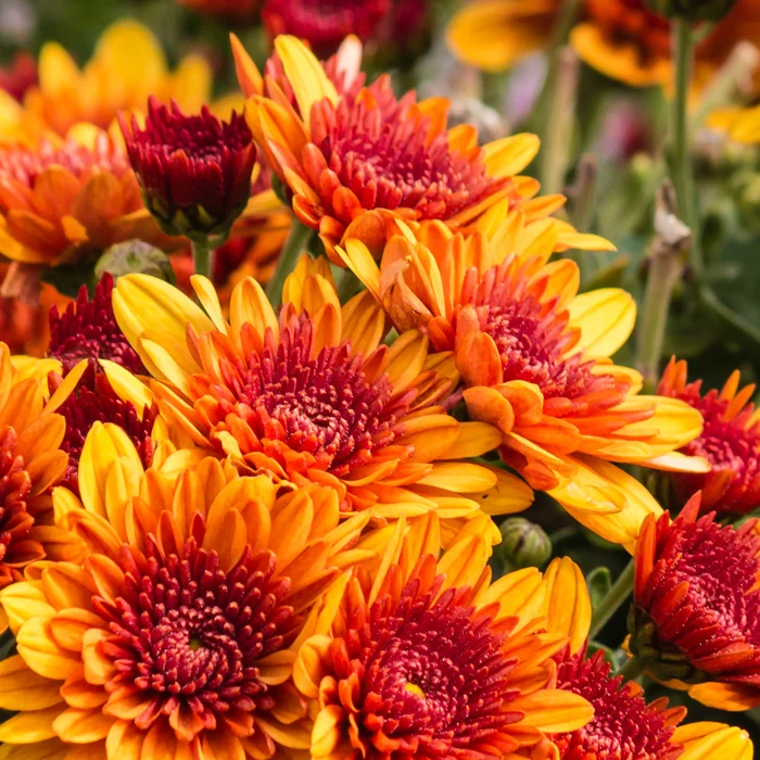 Fleurs de chrysanthème en octobre