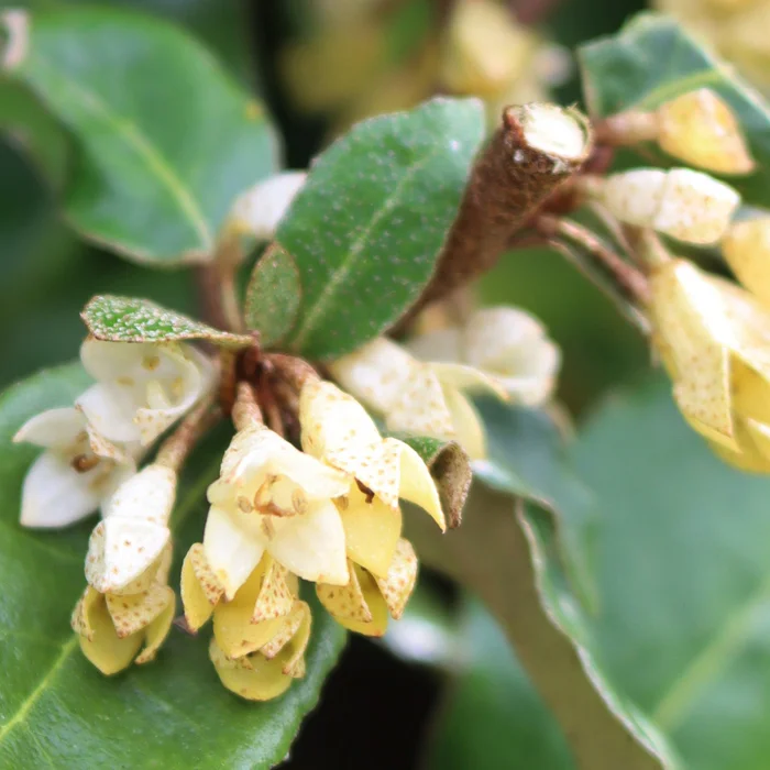 Fleurs d'Elaeagnus x ebbingei en octobre