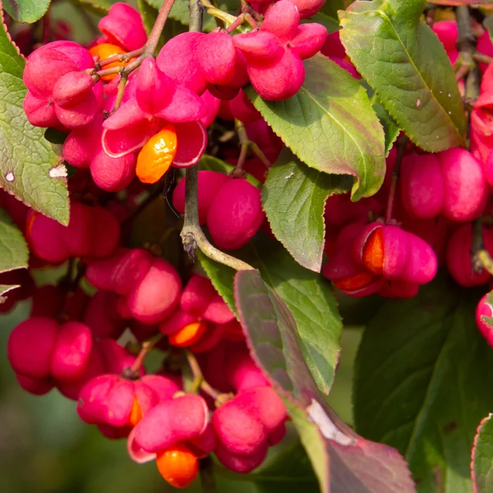 Fleurs de fusain en octobre