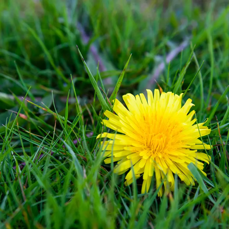 Fleur de pissenlit dans une pelouse en février