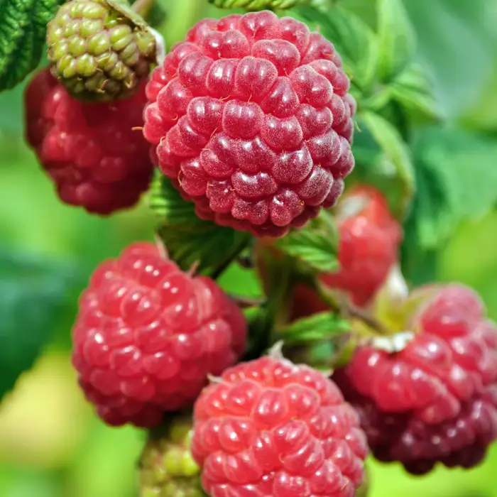 Récolte de framboises en novembre