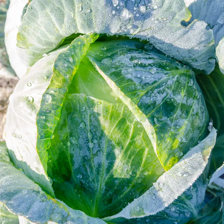 Le froid améliore la saveur des choux en les rendant plus sucrés