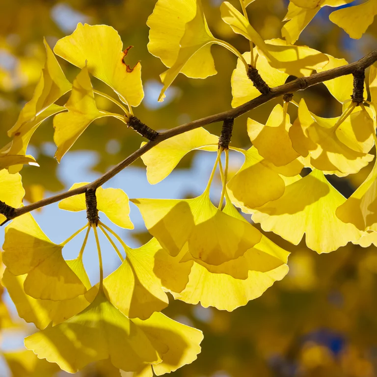 Ginkgo biloba en novembre